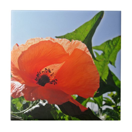 Roter Mohn Fliese (Vorderseite)