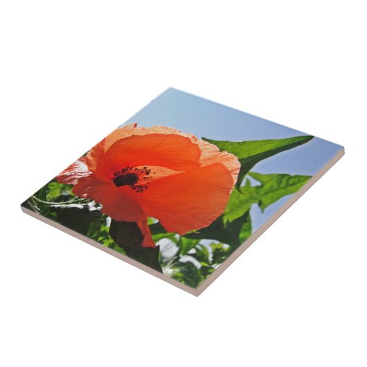 Roter Mohn Fliese (Seite)