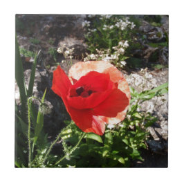 Roter Mohn Fliese