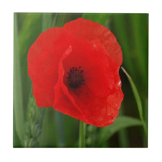 Roter Mohn Fliese (Vorderseite)