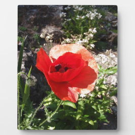 Roter Mohn Fotoplatte