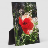 Roter Mohn Fotoplatte (Seite)