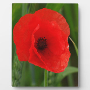 Roter Mohn Fotoplatte
