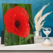 Roter Mohn Fotoplatte (Seite)