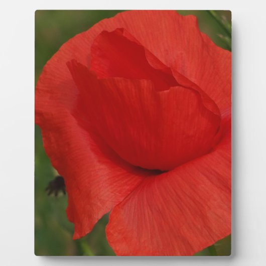 Roter Mohn Fotoplatte (Vorderseite)