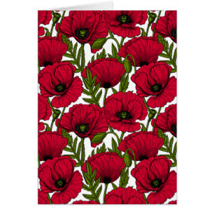 Roter Mohn Garten 2