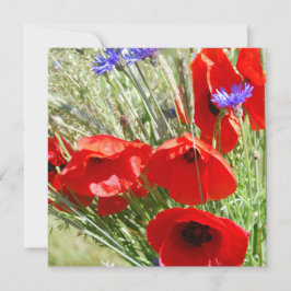 Roter Mohn, Hütte Garden Foto
