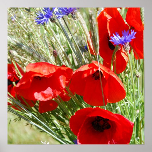 Roter Mohn, Hütte Garden Foto Poster (Vorne)