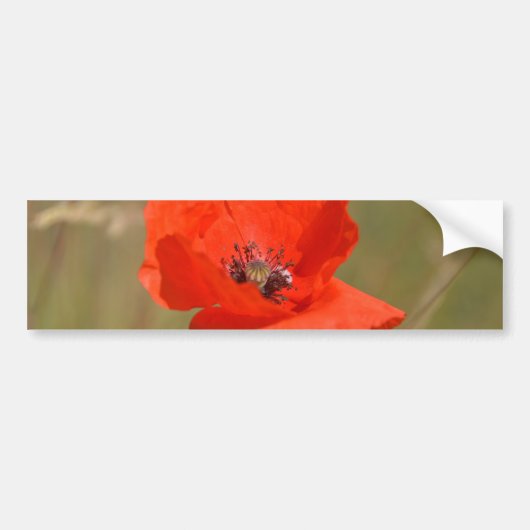 Roter Mohn im Feld Autoaufkleber (Vorne)