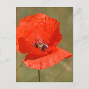 Roter Mohn im Feld Postkarte