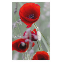 Roter Mohn im Hintergrund