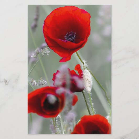 Roter Mohn im Hintergrund Briefpapier (Vorderseite)