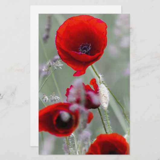 Roter Mohn im Hintergrund Briefpapier (Vorne/Hinten)