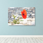 Roter Mohn in der Leinwand des Bürgersteigs (Insitu (Holzboden))