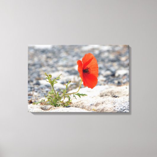 Roter Mohn in der Leinwand des Bürgersteigs (Vorderseite)