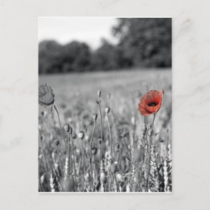Roter Mohn in schwarz-weißem Feld Postkarte