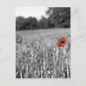 Roter Mohn in schwarz-weißem Feld Postkarte (Vorderseite)