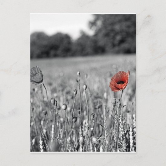 Roter Mohn in schwarz-weißem Feld Postkarte (Vorderseite)