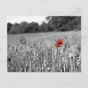 Roter Mohn in schwarz-weißem Feld Postkarte