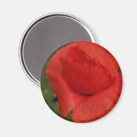 Roter Mohn Magnet (Vorderseite/Rückseite)