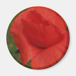 Roter Mohn Magnet
