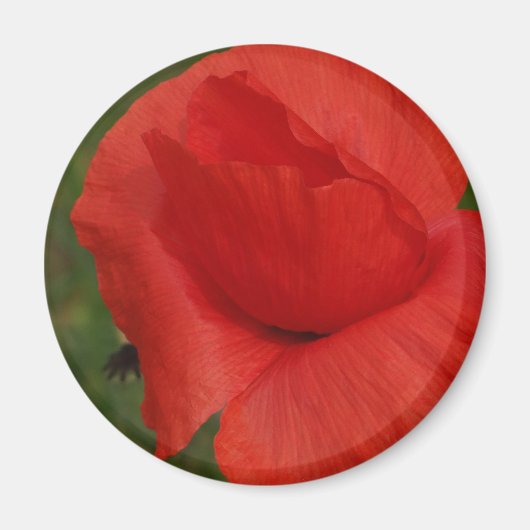 Roter Mohn Magnet (Vorne)