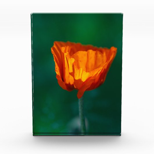 Roter Mohn Makrofotografie Poster Fotoblock (Vorderseite)