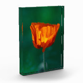 Roter Mohn Makrofotografie Poster Fotoblock (Links)