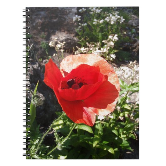 Roter Mohn Notizblock (Vorderseite)