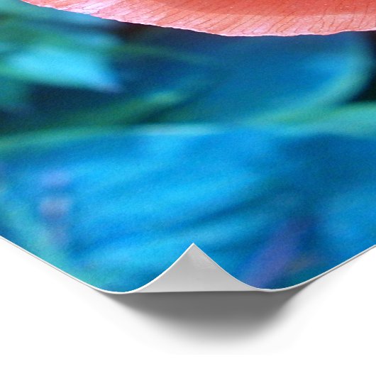 Roter Mohn. Poster (Ecke)