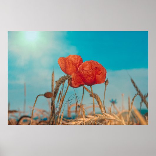 Roter Mohn - Poster (Vorne)