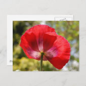 Roter Mohn Postkarte (Vorne/Hinten)