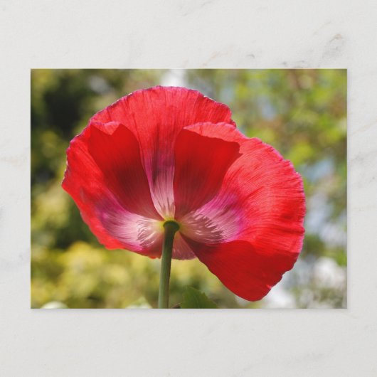 Roter Mohn Postkarte (Vorderseite)
