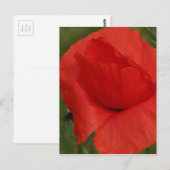 Roter Mohn Postkarte (Vorne/Hinten)