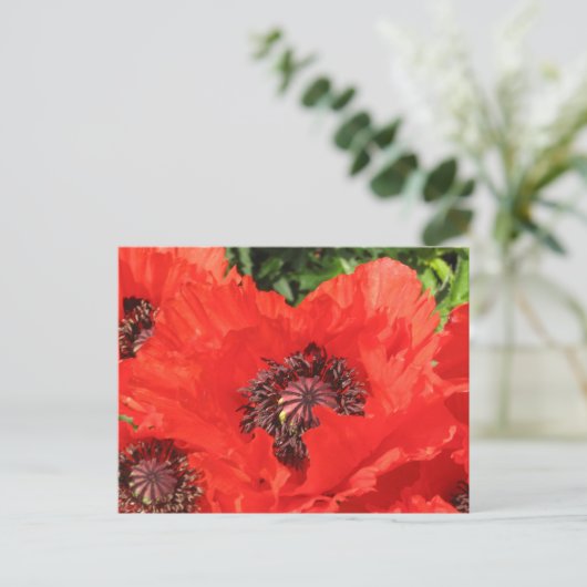 Roter Mohn Postkarte (Stehend Vorderseite)