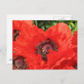 Roter Mohn Postkarte (Vorne/Hinten)
