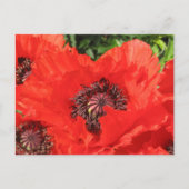 Roter Mohn Postkarte (Vorderseite)
