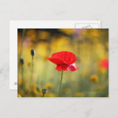 Roter Mohn Postkarte (Vorne/Hinten)