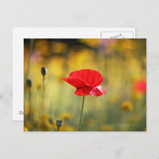 Roter Mohn Postkarte (Vorne/Hinten)