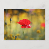 Roter Mohn Postkarte (Vorderseite)