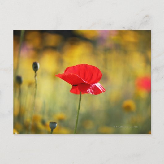 Roter Mohn Postkarte (Vorderseite)