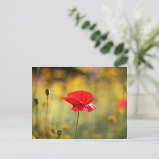 Roter Mohn Postkarte (Stehend Vorderseite)