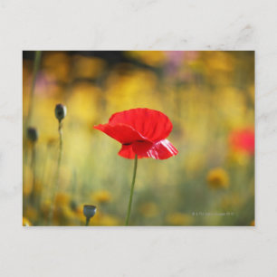 Roter Mohn Postkarte