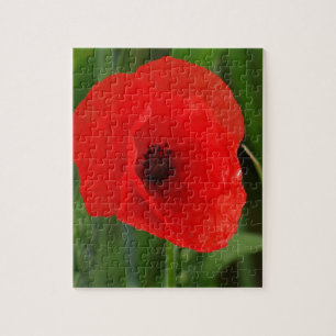 Roter Mohn Puzzle