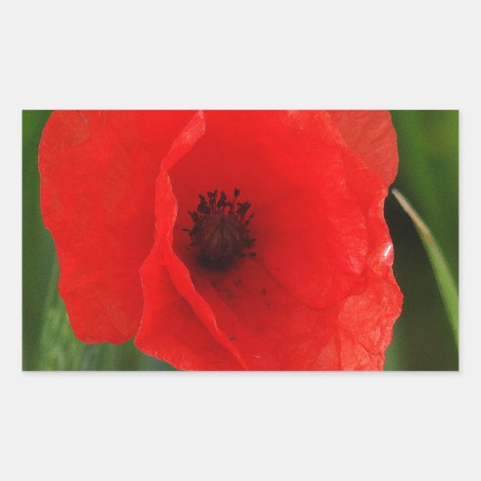 Roter Mohn Rechteckiger Aufkleber (Vorderseite)