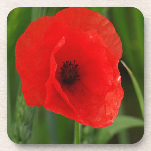 Roter Mohn Untersetzer