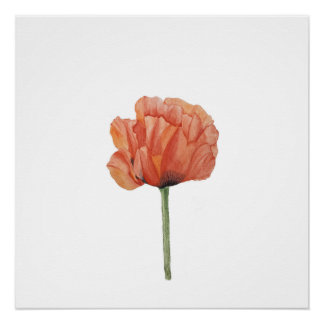 Roter Mohn-Wasserfarben-Botanikdruck Poster