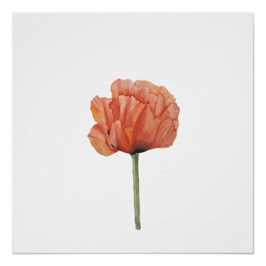 Roter Mohn-Wasserfarben-Botanikdruck Poster (Vorderseite)