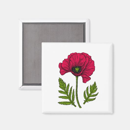 Roter Mohn zeichnend 3 Magnet (Vorderseite/Rückseite)