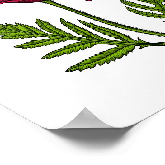 Roter Mohn zeichnend 3 Poster (Ecke)